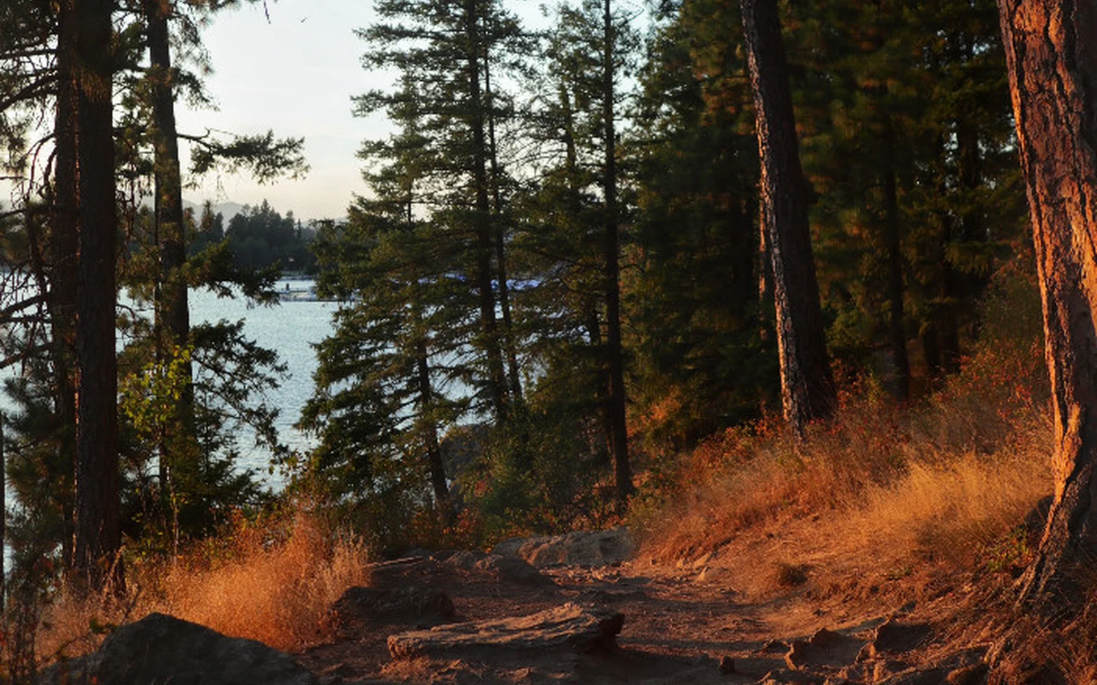 Forest trail by the lake